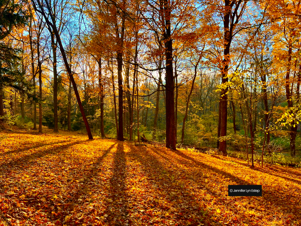 Golden Autumn | Jennifer Lyn Estep